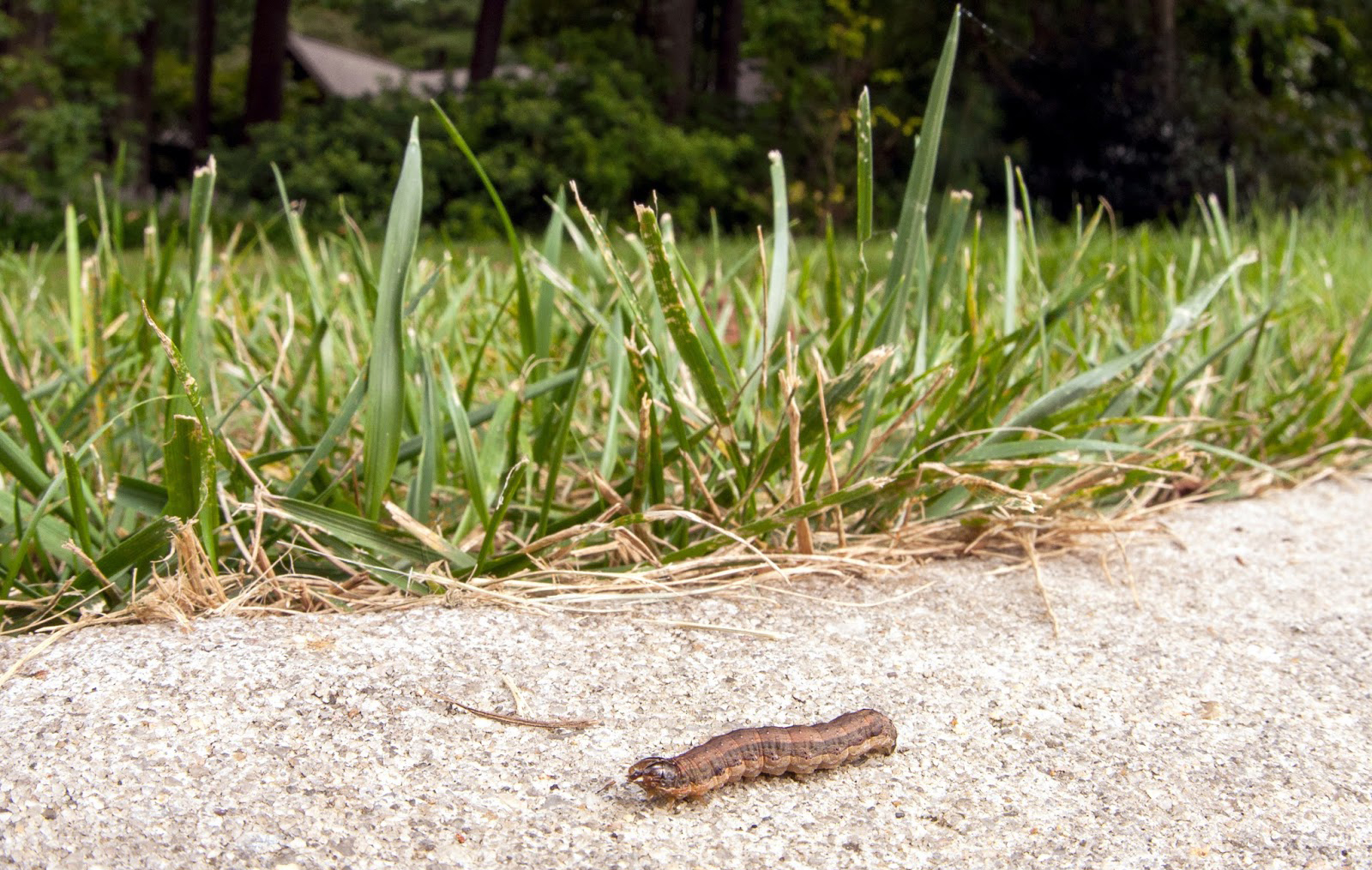 Armyworm on a sidewalk lawn.