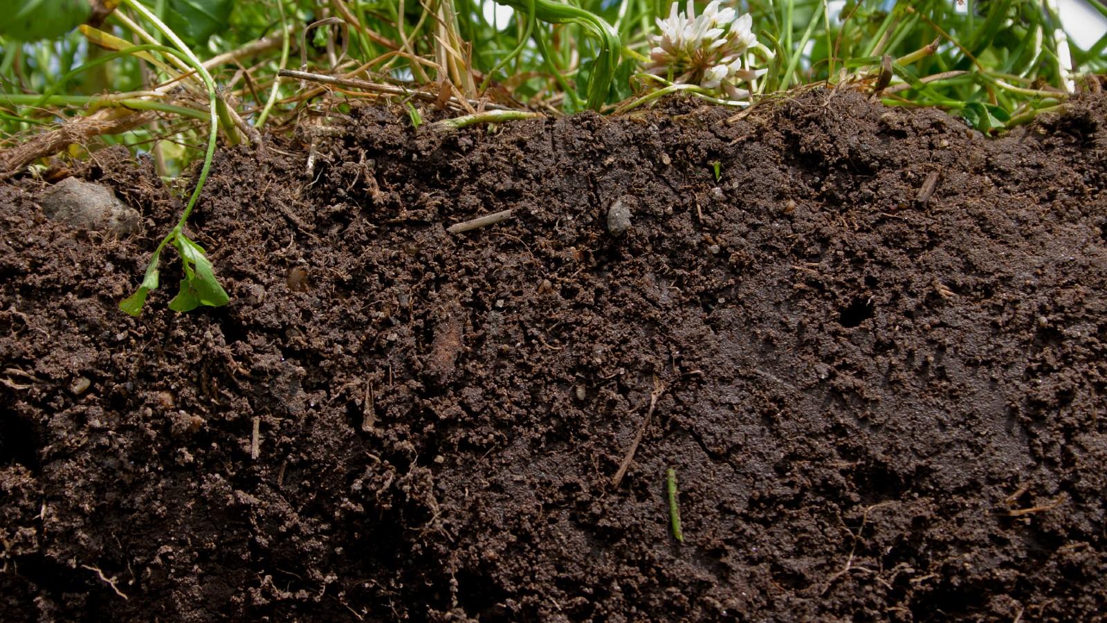 Close up of soil.