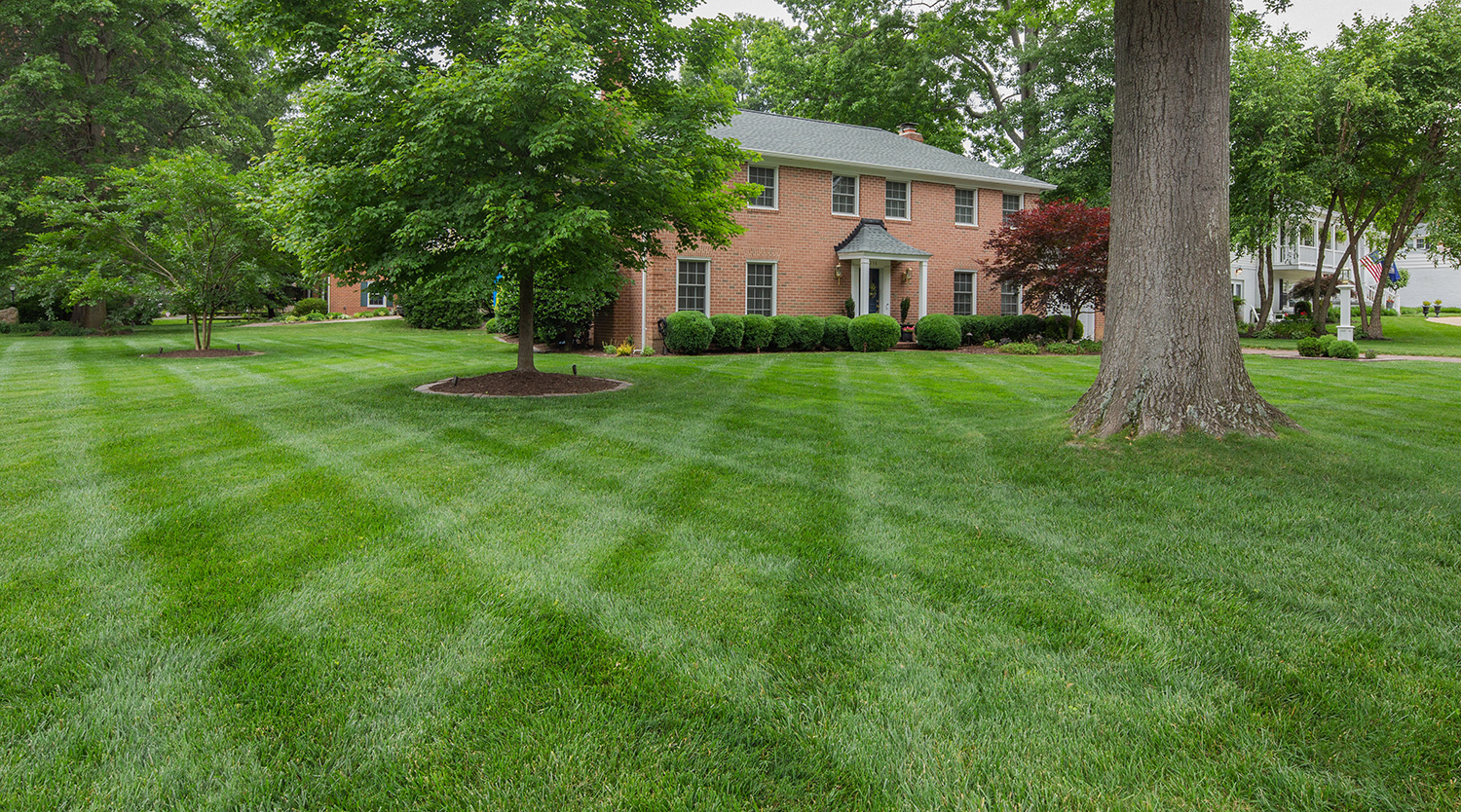 Green grass landscape