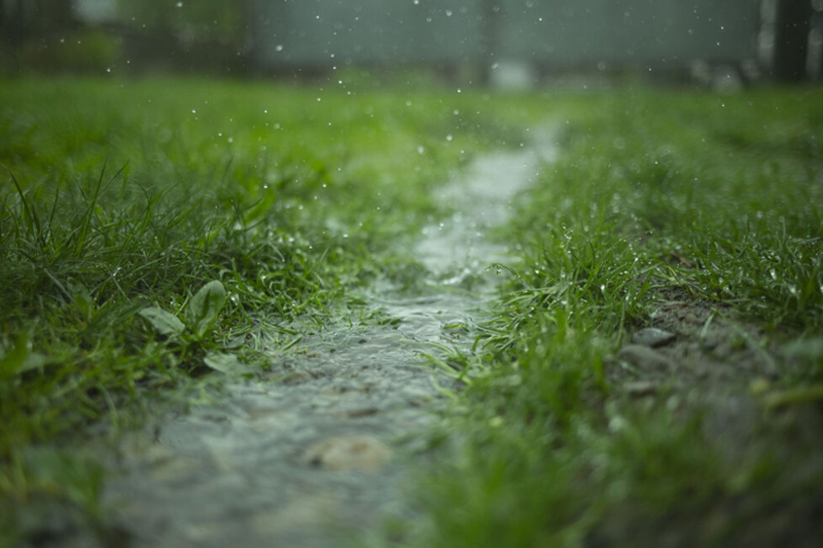 How To Solve Common Drainage Issues In Your Yard