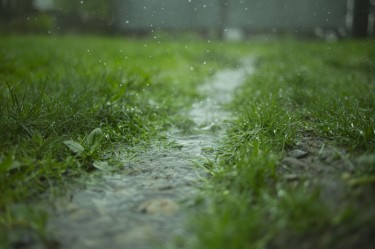 Close up of a flooded lawn.