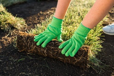 person with gloves rolling out sod