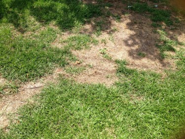 Burnt lawn