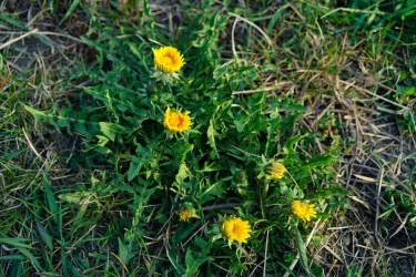 Weeds growing in a bed of grass.