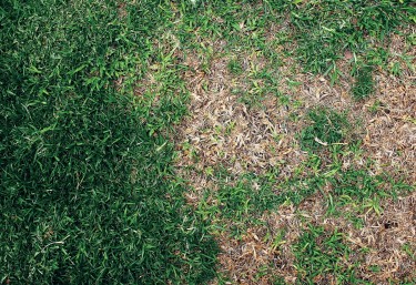 Burnt patches on a lawn.