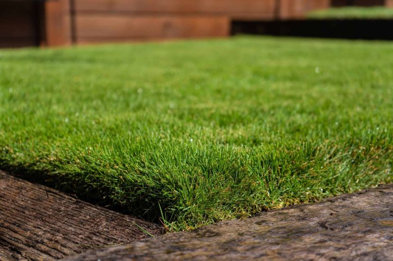 The Best Grass For Northern Virginia